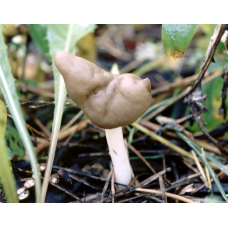 Мицелий Лопастника упругого / Лопастник эластичный (Helvella elastica)